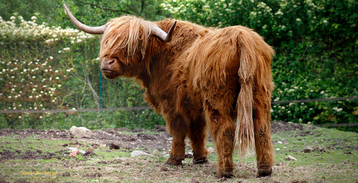Vache Highland cattle - zoo du parc d'Isle
