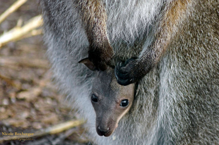Bébé wallaby - zoo du parc d'Isle
