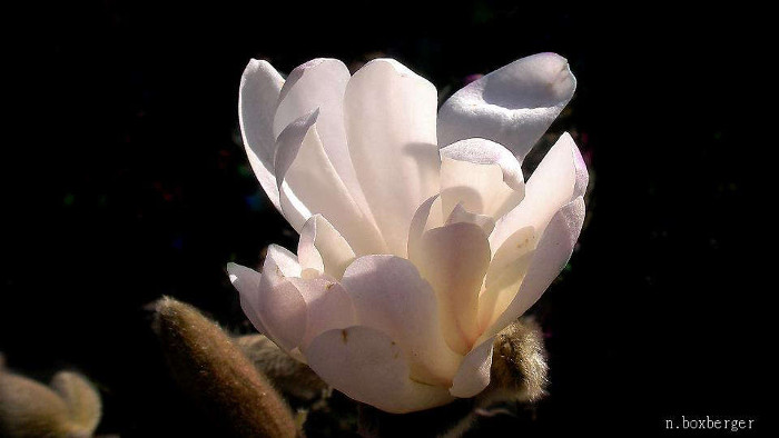 Fleur de magnolia - Champs-Elysées St-Quentin