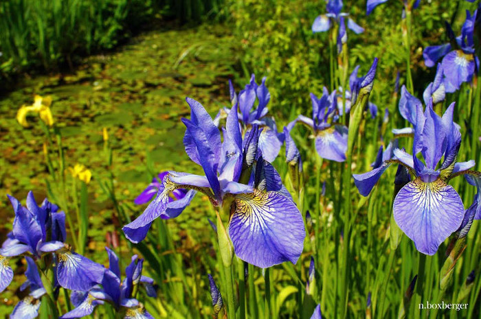Iris - Jardin des Lianes