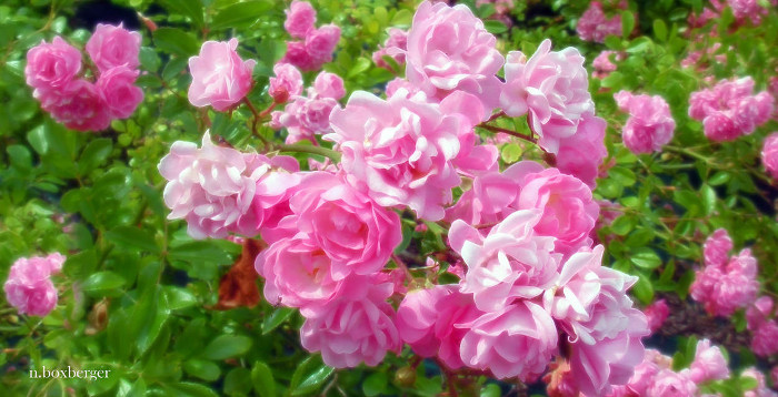 Roses - Parc d'Isle
