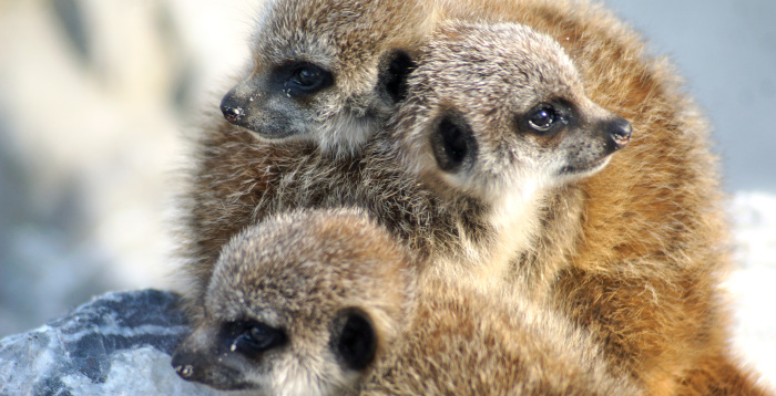 3 bébés suricates - Isle sauvage parc d'isle