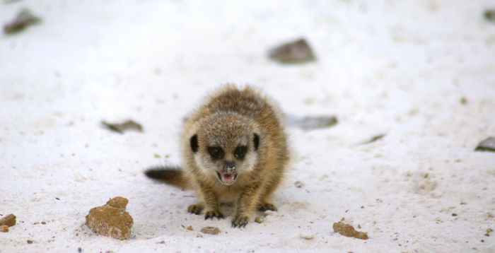 bébé suricate- Isle sauvage